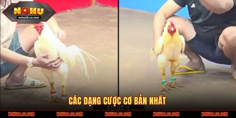 Các dạng cược cơ bản nhất của đá gà cựa 