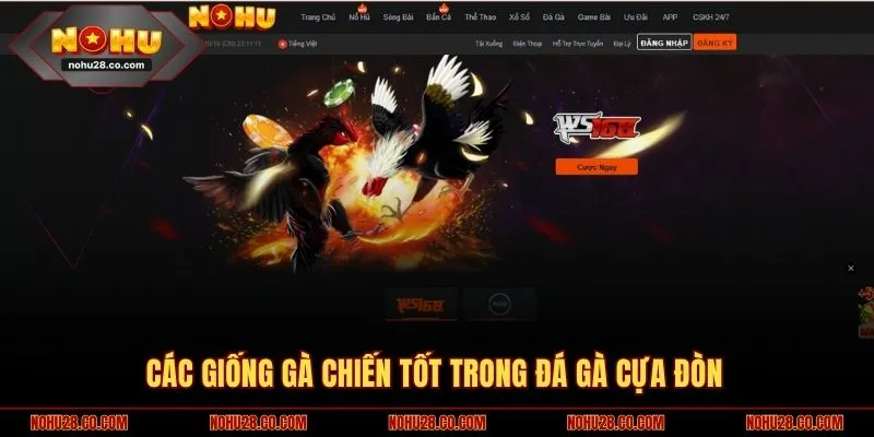 Các giống gà chiến tốt trong đá gà cựa đòn