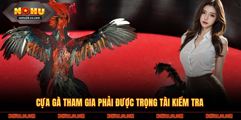 Cựa gà tham gia phải được trọng tài kiểm tra