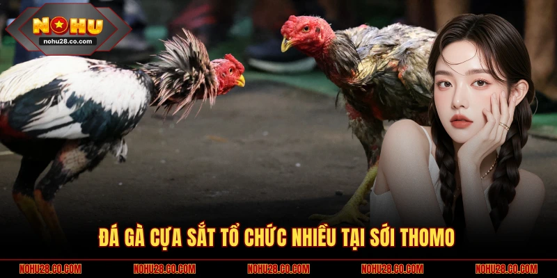 Đá gà cựa sắt tổ chức nhiều tại sới Thomo