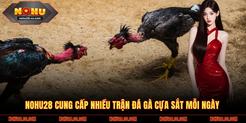 NOHU28 cung cấp nhiều trận đá gà cựa sắt mỗi ngày