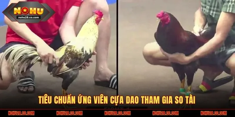Tiêu chuẩn ứng viên cựa dao tham gia so tài