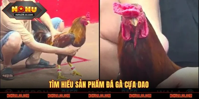 Tìm hiểu sản phẩm đá gà cựa dao