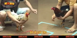 Đá gà cựa dao